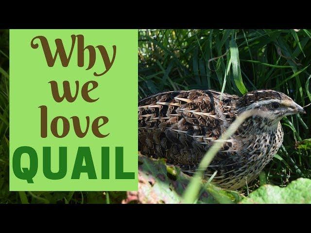 10 Reasons To Keep Quail