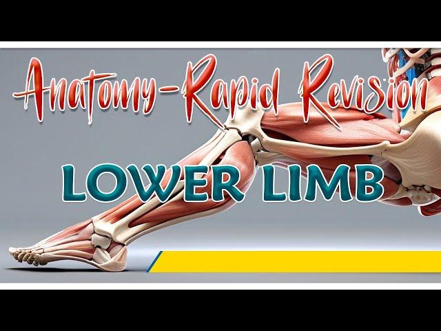 Anatomy of Lower Limb : Rapid revision By Dr Krishna Sahith