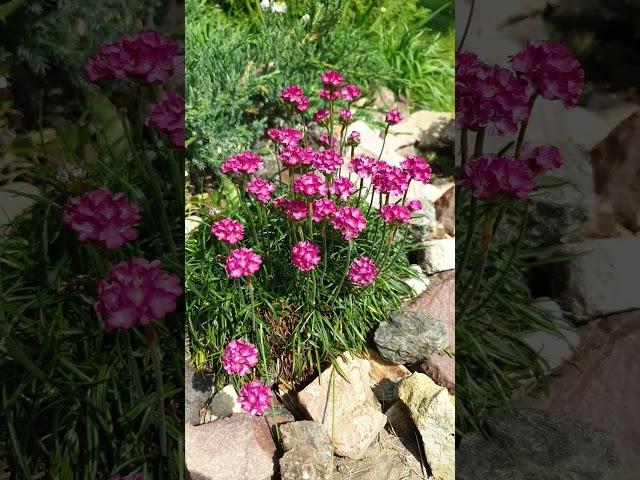 Armeria Morning Star Deep Rose #армерия #armeria #бодровцветовод