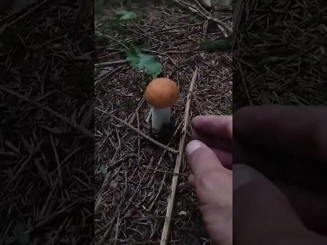 Orange birch bolete,two young pieces 19.08.2023#mushroom #fungi #porcini #boletus #nature#steinpilze