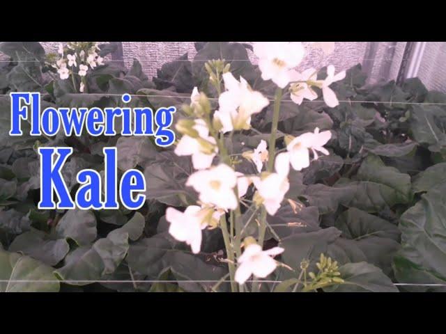 Flowering Kale