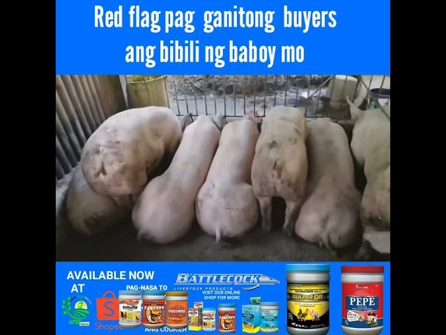 Red flag pag ganitong buyers ang bibili ng baboy mo