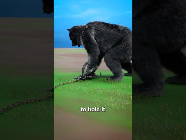 How Bear Traps Work 