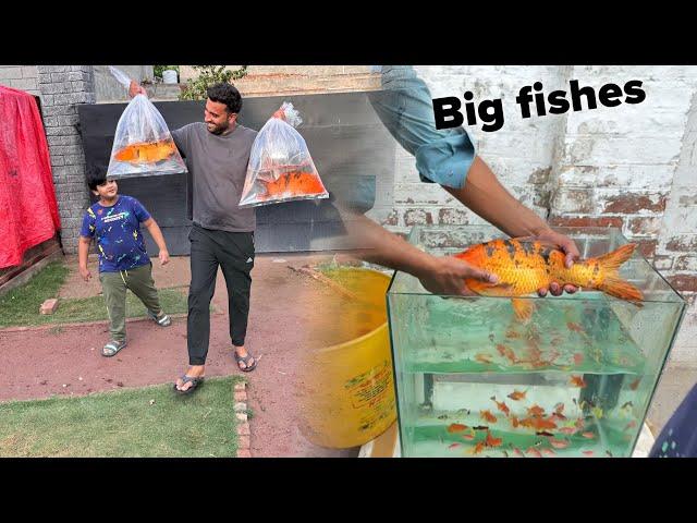 SurpriseLife Main First Time Big Fish Li Hum Ny