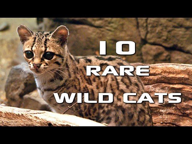 10 Rare Wild Cats You've Never Heard Of: Creature Countdown - FreeSchool