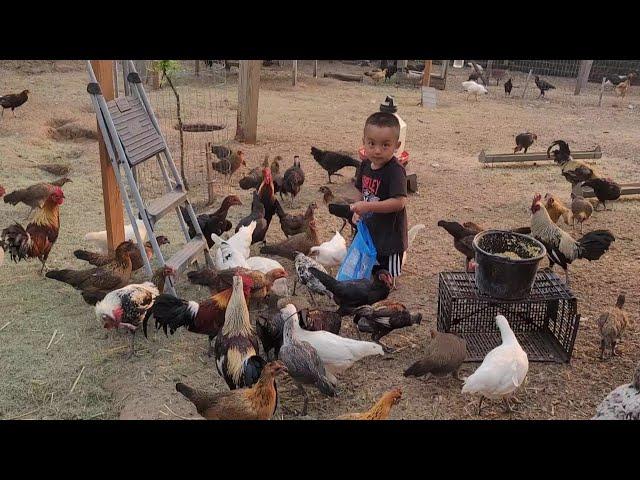 hmong american's Chicken Farm/tu qaib coob kawg