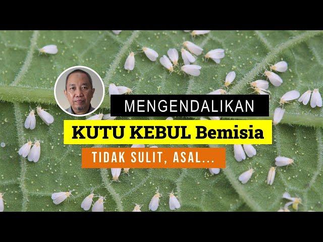 Bagaimana mengendalikan Bemisia tabaci secara efisien & efektif?