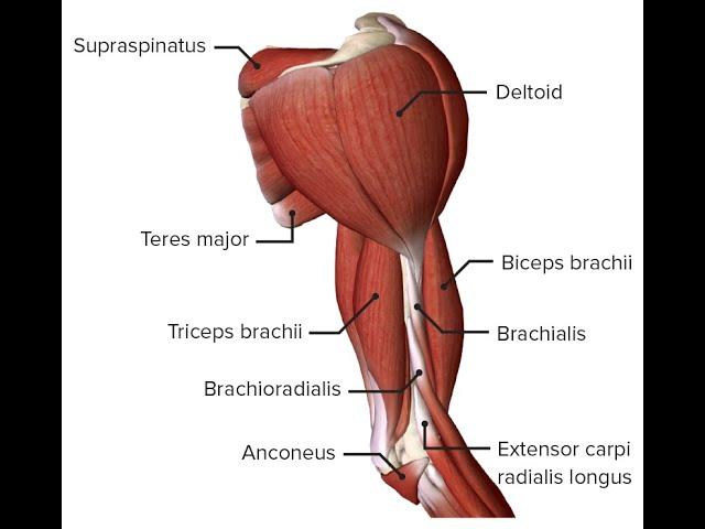 Upper Limb Muscle Group Anatomy (MRCEM Primary)