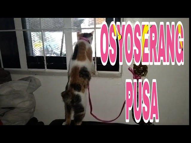 OSYOSERANG PUSA/JHO B MIX VLOGS