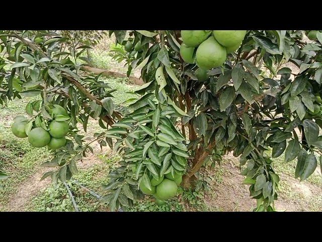 Cara paksa pokok untuk berbuah.