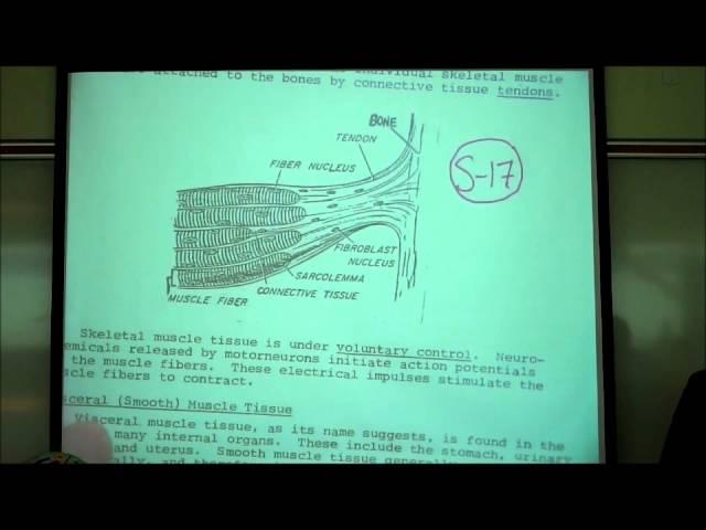 BIOLOGY LAB; THE CELL CYCLE & MITOSIS by Professor Fink