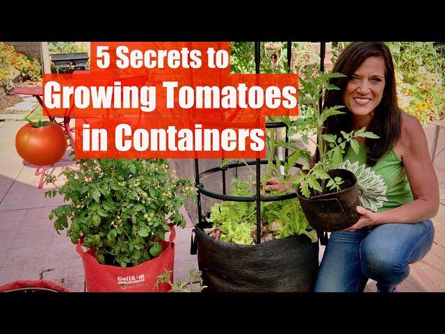 5 Secrets to Grow LOTS of Tomatoes in Containers / Container Garden Series #1