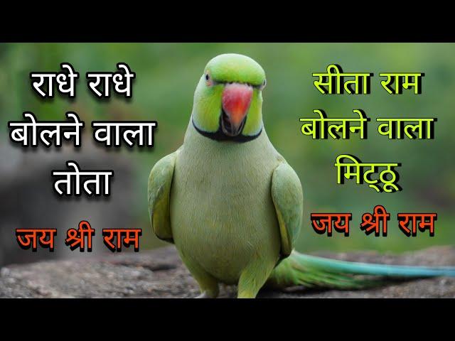 Parrot talking radhe radheparrot talking sita ram parrot talking jay shree ramराधे राधेसीता-राम