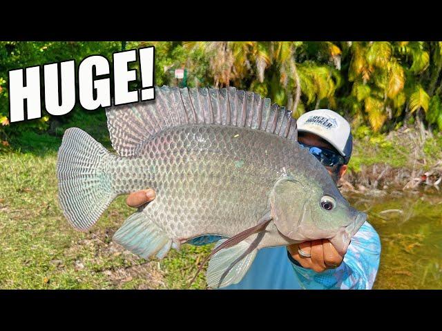 Urban Angling HUGE Tilapia