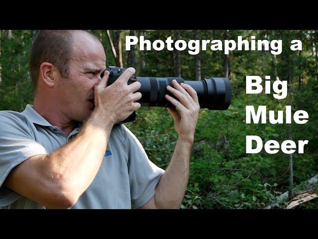 A Big Mule Deer Buck - Wildlife Photography in Jackson Hole