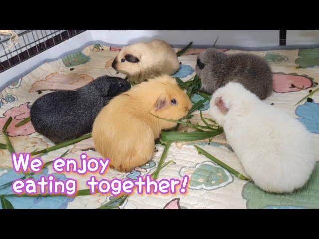 We enjoy eating together ️ - hughug a guinea pig