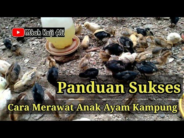 Panduan Cara Sukses Memelihara Anak Ayam Kampung