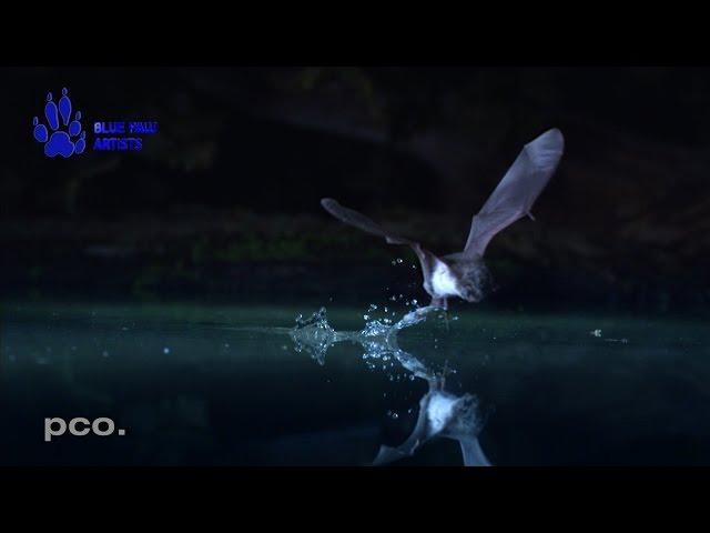 Hunting bats in slow motion