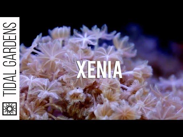 Rare Xenia Corals?