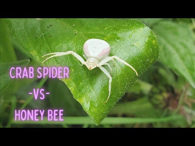 Crab Spider  vs  Honey Bee #TheAnts #MiniLifeKingdom #TheAntsUndergroundKingdom