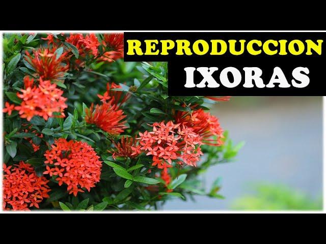 How to Play Ixoras Dwarf, Coralito, Maltese Cross or Ixora Coccinea