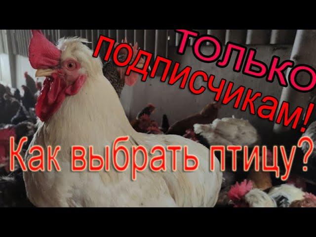 ТОЛЬКО ДЛЯ ПОДПИСЧИКОВ!!! | Как выбрать птицу при покупке на рынке?