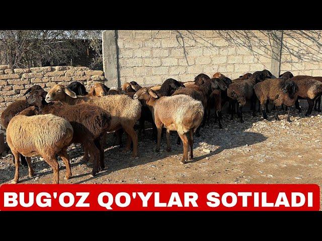 BUG'OZ QO'YLAR SOTILADI