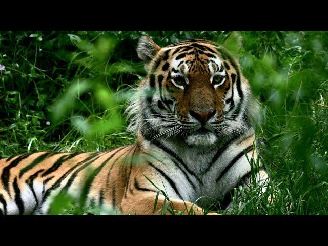 Humans and Tiger. Documentary film