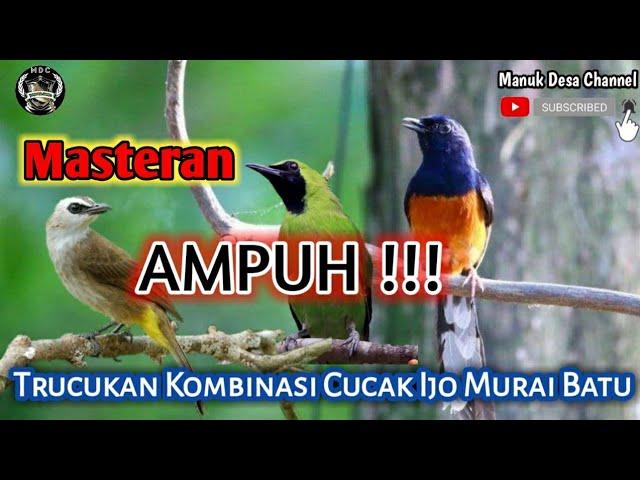 masteran GILA burung trucukan ROPEL kombinasi CUCAK IJO - MURAI BATU super muantul