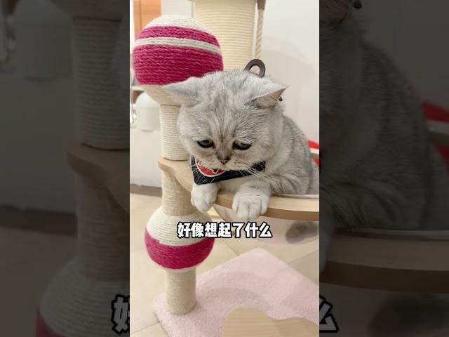 原来轻轻夹住小猫咪的脖子，真的会让它想起妈妈 委屈猫