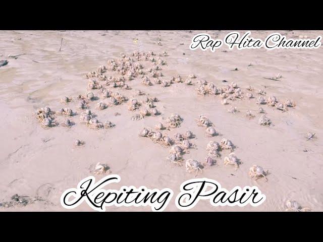 Kepiting Pasir (Ocypode kuhlii), Pantai Batu Nona, Kupang-NTT