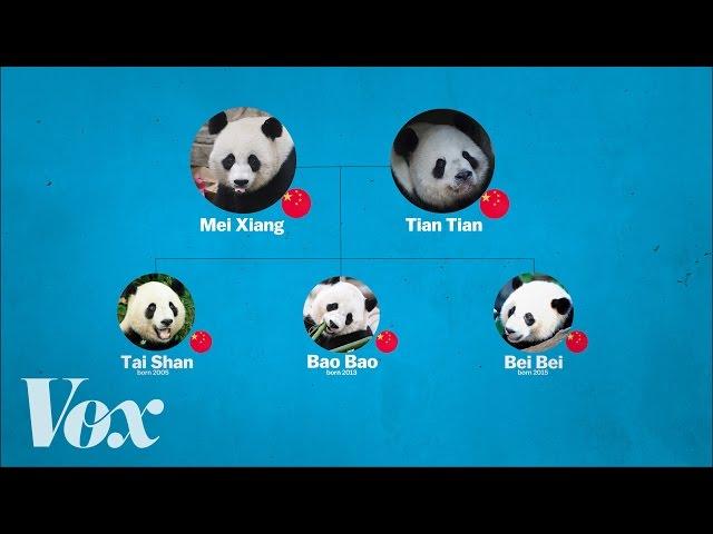 China's panda diplomacy, explained