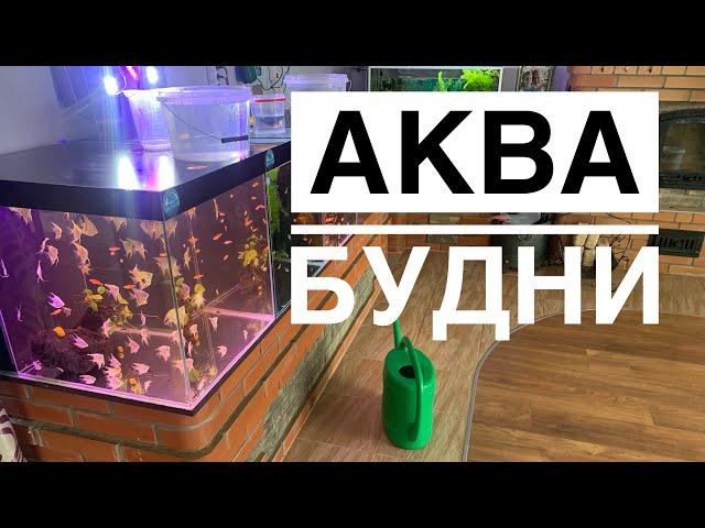 Аква будни - жизнь аквариумиста