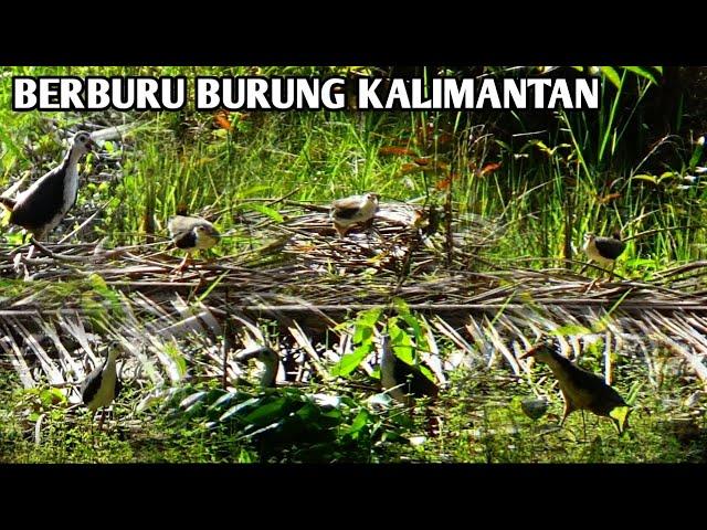 BERBURU BURUNG KALIMANTAN RAWA SEMAK RUAK RUAK MELIMPAH