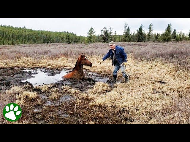 Wild horse rescued from muddy pit