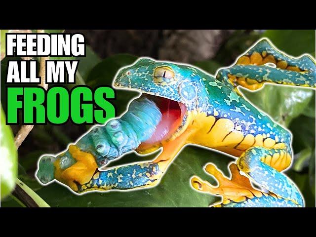 FEEDING ALL MY FROGS: Meet my Baby Frogs + I'm Building a GIANT Frog Terrarium!