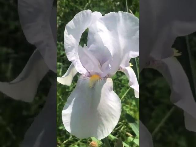 White iris germanica