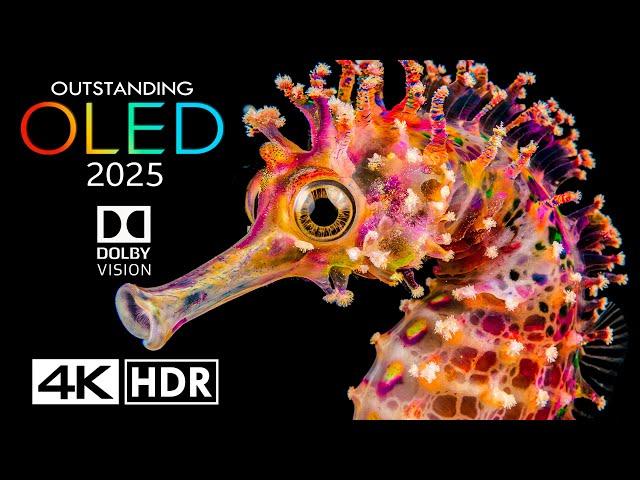 OUTSTANDING Dolby Vision 4K HDR 60FPS - 4K Video ULTRA HD