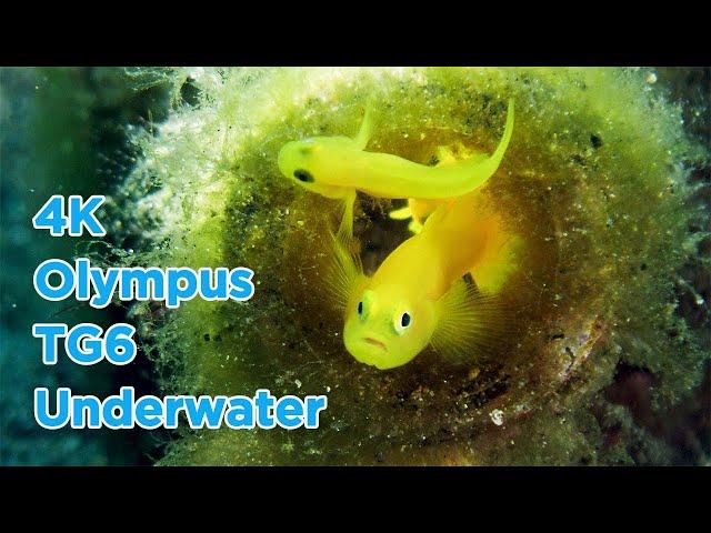 Olympus TG6 4K Underwater Blue Dream 海底影片