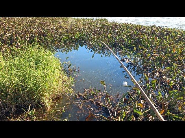 Dia Dos Gigantes no Rio turvo é incrível a força deles no bambuzinho Pescaria caipira Pescaria Raiz