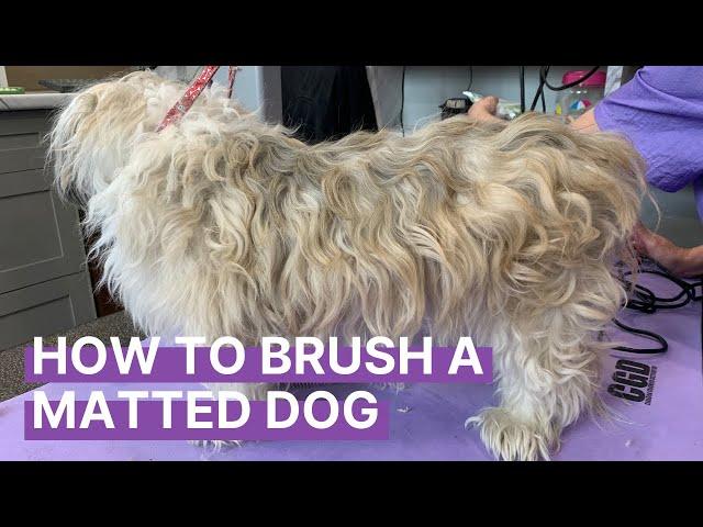 How to Brush Out a Matted Dog