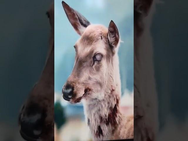 Zombie Deer 