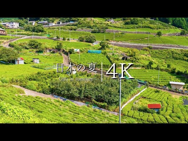 [Japan's summer scenery] Machu Picchu in Gifu - Visit the tea plantation in the sky - JAPAN 4K