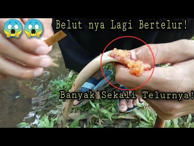 Mancing Belut Yang Sedang Bertelur di Kolam Sendiri..