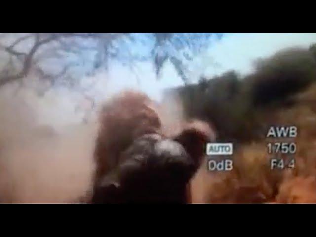 Lion attack Hunter. Best video Ever! Man Eater. Lion hunting videos. Best videos of all time!