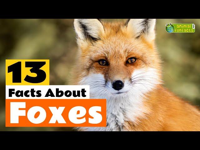 13 Facts About Foxes  - Learn All About the Fox - Animals for Kids - Educational Video
