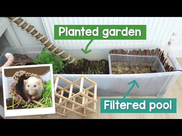 Making my rats a planted garden with a filtered pool