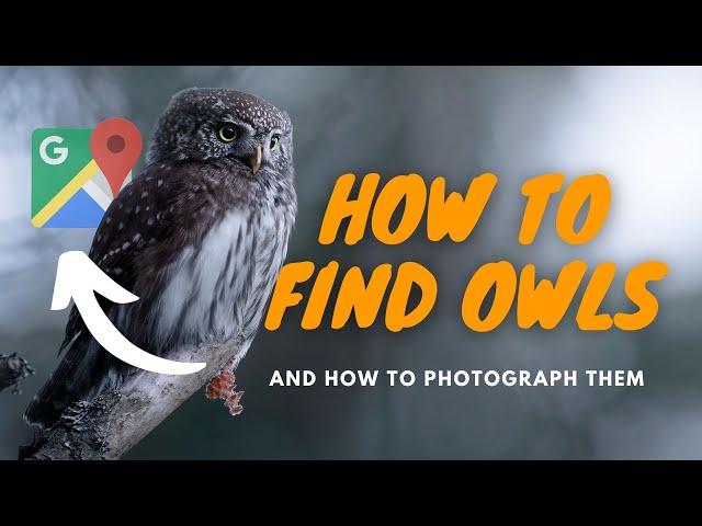 3 TIPS How to find and Photograph OWLS