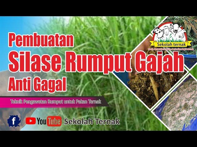 Pembuatan Silase Rumput Gajah, Anti Gagal