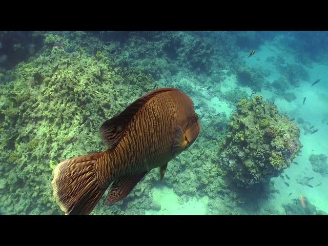 Fundo do mar: Vídeo da natureza aquática para inspiração